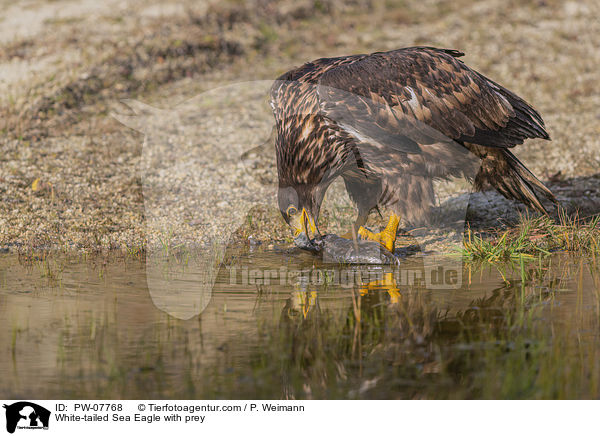 Seeadler mit Beute / White-tailed Sea Eagle with prey / PW-07768