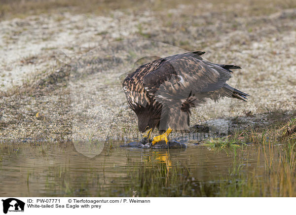 Seeadler mit Beute / White-tailed Sea Eagle with prey / PW-07771