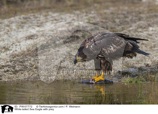 Seeadler mit Beute / White-tailed Sea Eagle with prey / PW-07772