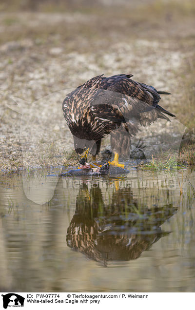 Seeadler mit Beute / White-tailed Sea Eagle with prey / PW-07774