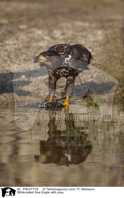 Seeadler mit Beute / White-tailed Sea Eagle with prey / PW-07778