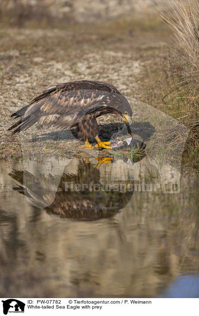 Seeadler mit Beute / White-tailed Sea Eagle with prey / PW-07782