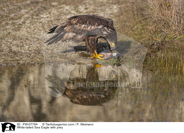 Seeadler mit Beute / White-tailed Sea Eagle with prey / PW-07784
