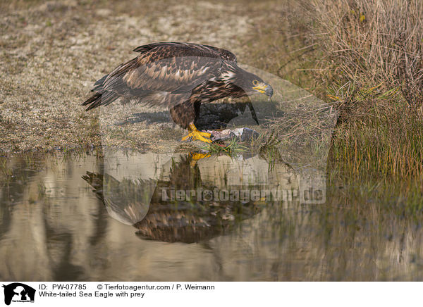 Seeadler mit Beute / White-tailed Sea Eagle with prey / PW-07785
