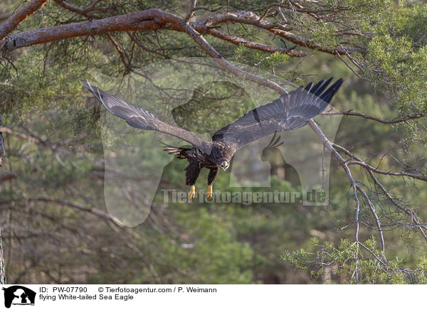 fliegender Seeadler / flying White-tailed Sea Eagle / PW-07790