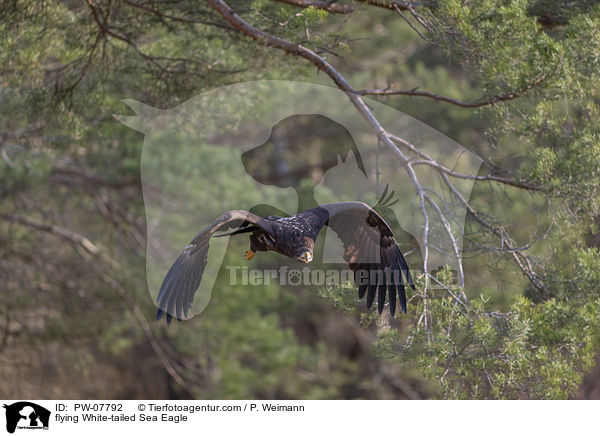 fliegender Seeadler / flying White-tailed Sea Eagle / PW-07792