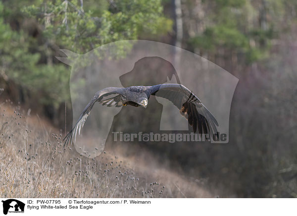 fliegender Seeadler / flying White-tailed Sea Eagle / PW-07795