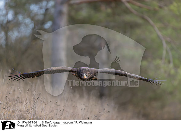 fliegender Seeadler / flying White-tailed Sea Eagle / PW-07796