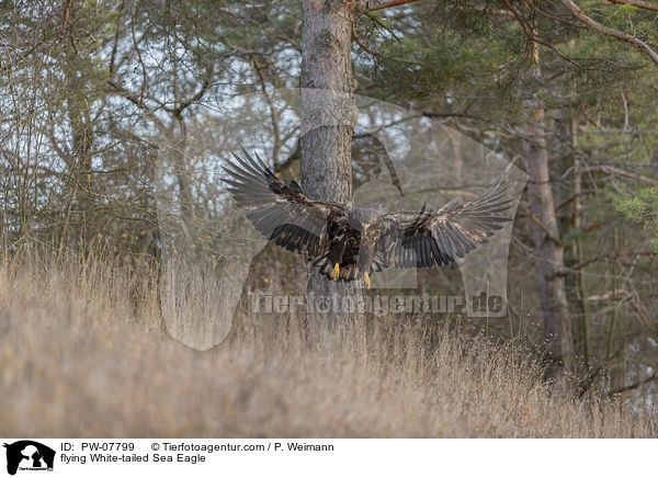 fliegender Seeadler / flying White-tailed Sea Eagle / PW-07799