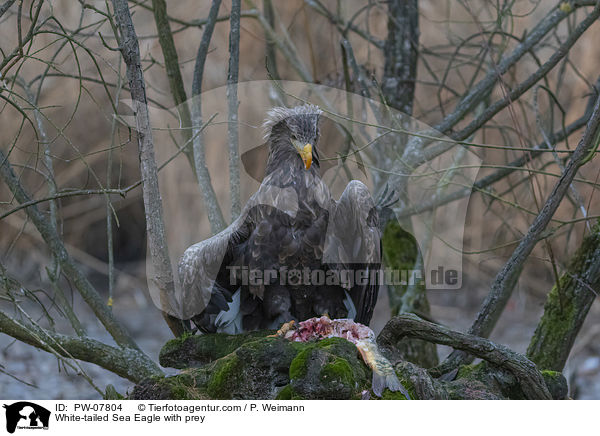 White-tailed Sea Eagle with prey / PW-07804