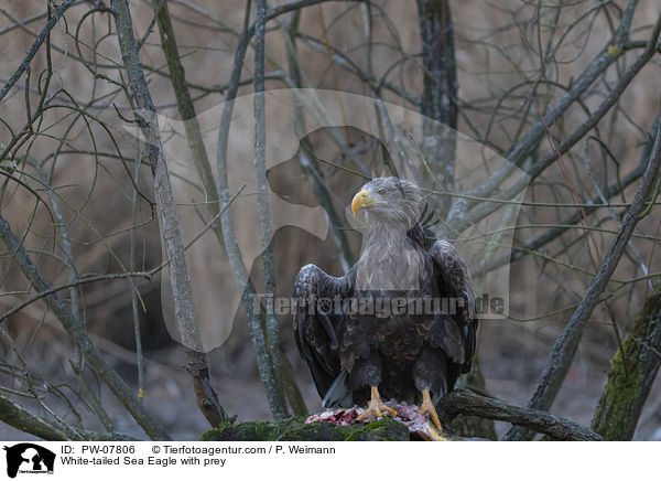 Seeadler mit Beute / White-tailed Sea Eagle with prey / PW-07806
