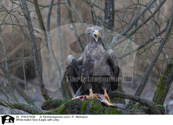 Seeadler mit Beute / White-tailed Sea Eagle with prey / PW-07808