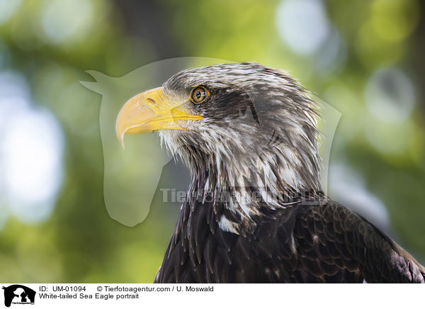 Seeadler Portrait / White-tailed Sea Eagle portrait / UM-01094