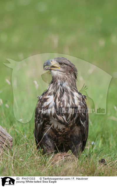 junger Seeadler / young White-tailed Sea Eagle / FH-01333