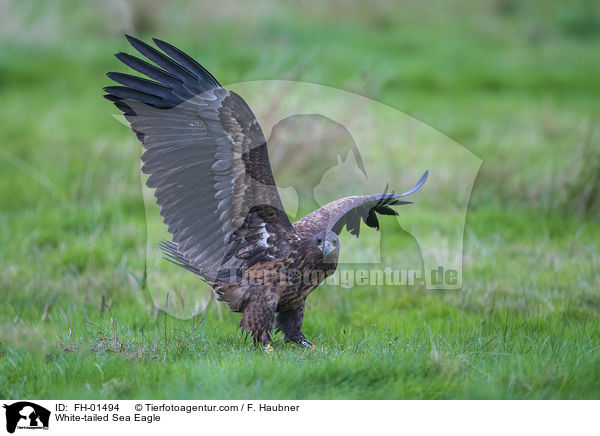 Seeadler / White-tailed Sea Eagle / FH-01494