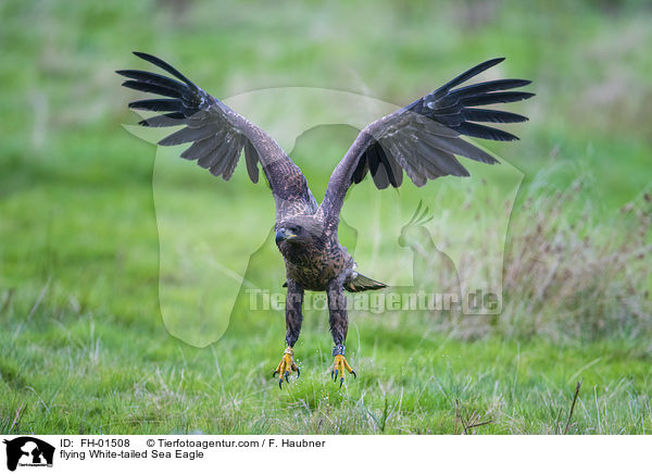 fliegender Seeadler / flying White-tailed Sea Eagle / FH-01508