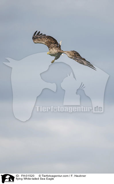 fliegender Seeadler / flying White-tailed Sea Eagle / FH-01520