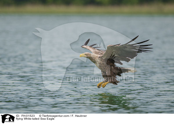fliegender Seeadler / flying White-tailed Sea Eagle / FH-01523