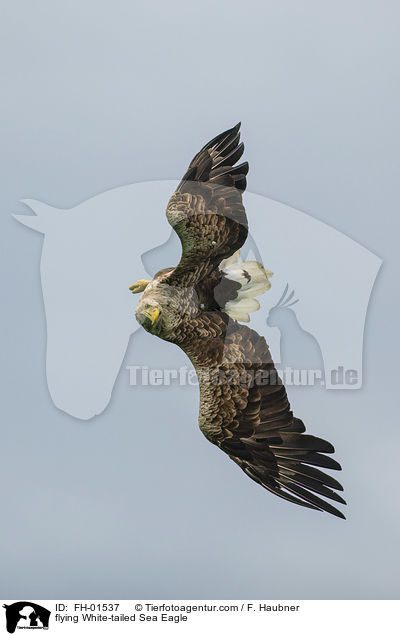 fliegender Seeadler / flying White-tailed Sea Eagle / FH-01537