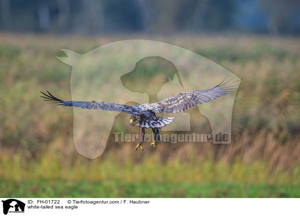 Seeadler / white-tailed sea eagle / FH-01722