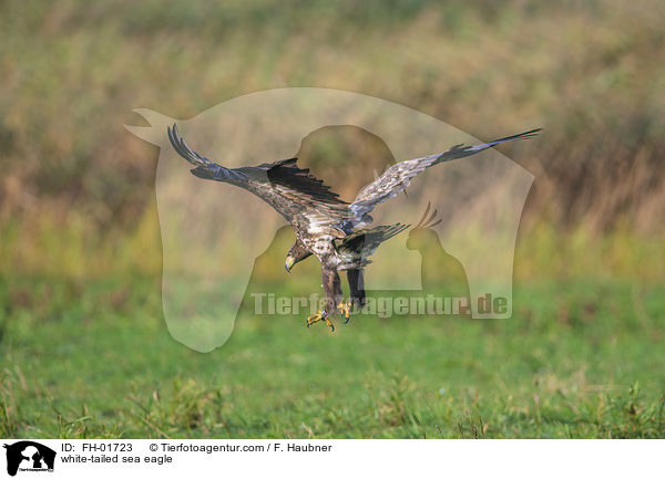 Seeadler / white-tailed sea eagle / FH-01723