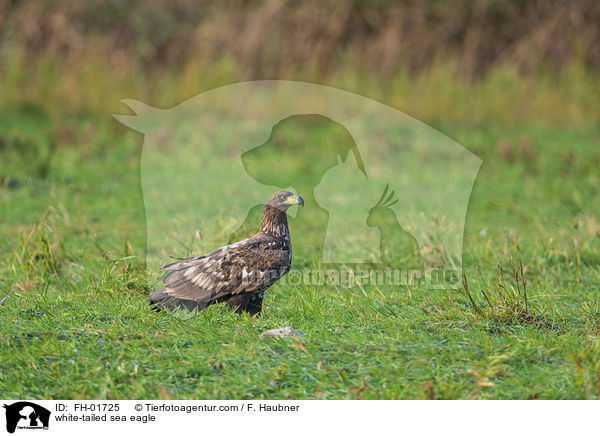 white-tailed sea eagle / FH-01725