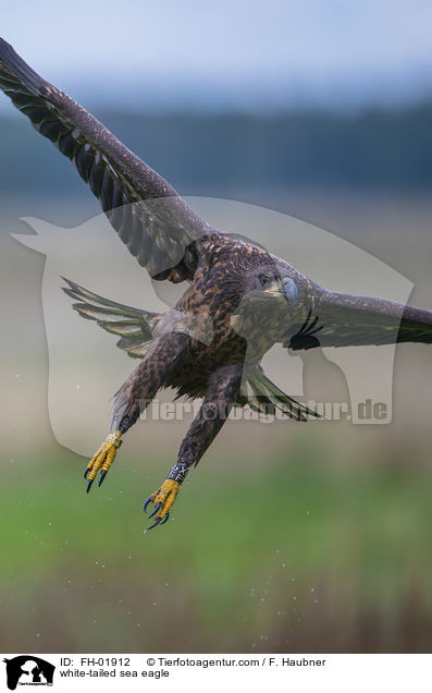 Seeadler / white-tailed sea eagle / FH-01912