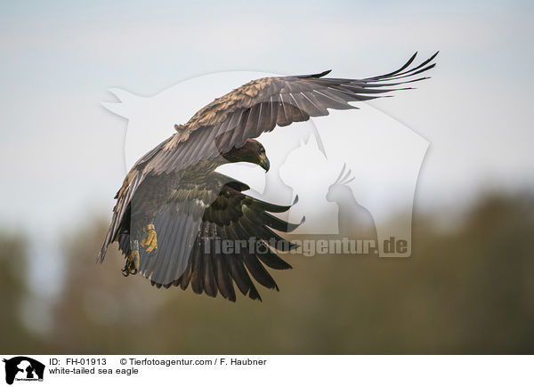 Seeadler / white-tailed sea eagle / FH-01913