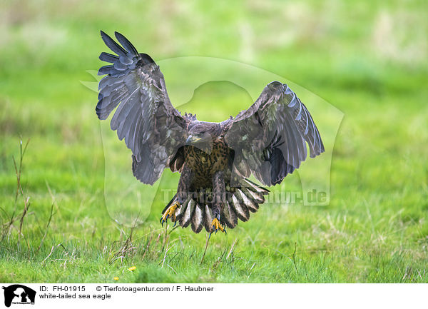 Seeadler / white-tailed sea eagle / FH-01915