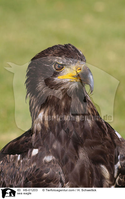 Seeadler / sea eagle / HS-01203