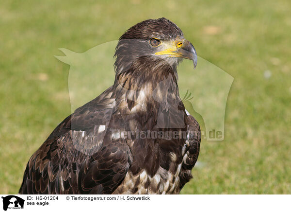 Seeadler / sea eagle / HS-01204