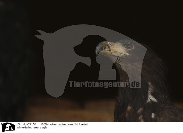 Seeadler / white-tailed sea eagle / HL-03151