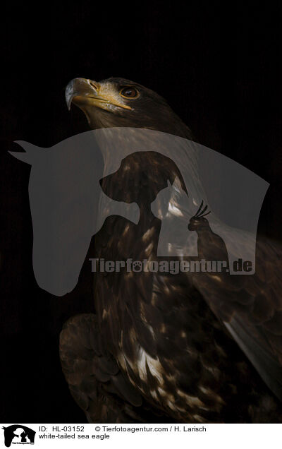 Seeadler / white-tailed sea eagle / HL-03152