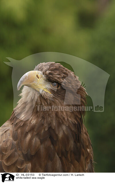 Seeadler / white-tailed sea eagle / HL-03153