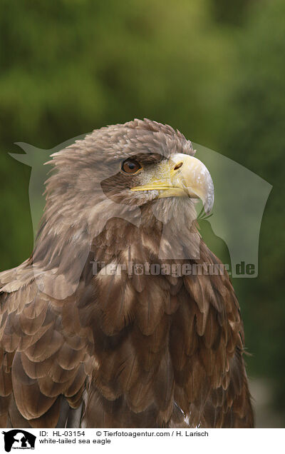 Seeadler / white-tailed sea eagle / HL-03154