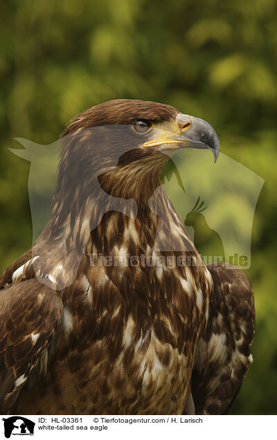 Seeadler / white-tailed sea eagle / HL-03361