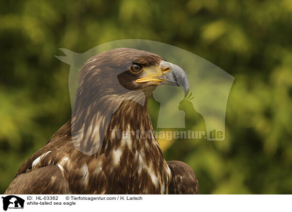 Seeadler / white-tailed sea eagle / HL-03362