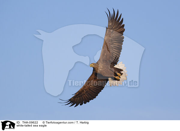 white-tailed sea eagle / THA-09622
