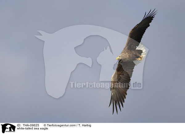 Seeadler / white-tailed sea eagle / THA-09625