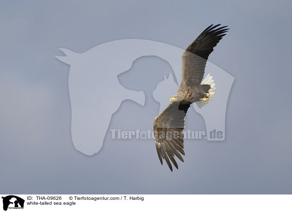 Seeadler / white-tailed sea eagle / THA-09626