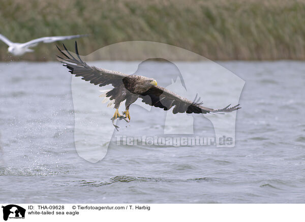 Seeadler / white-tailed sea eagle / THA-09628