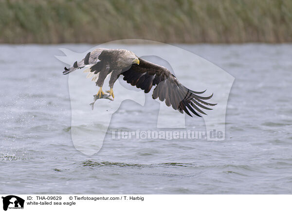 Seeadler / white-tailed sea eagle / THA-09629