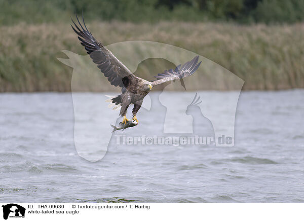Seeadler / white-tailed sea eagle / THA-09630