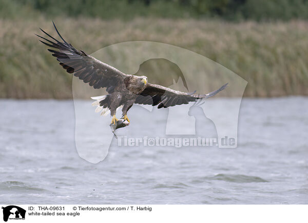 white-tailed sea eagle / THA-09631