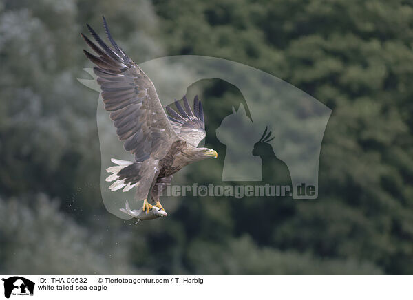 Seeadler / white-tailed sea eagle / THA-09632