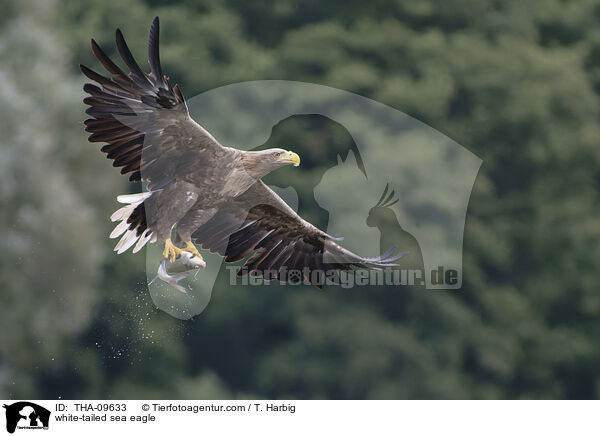 Seeadler / white-tailed sea eagle / THA-09633