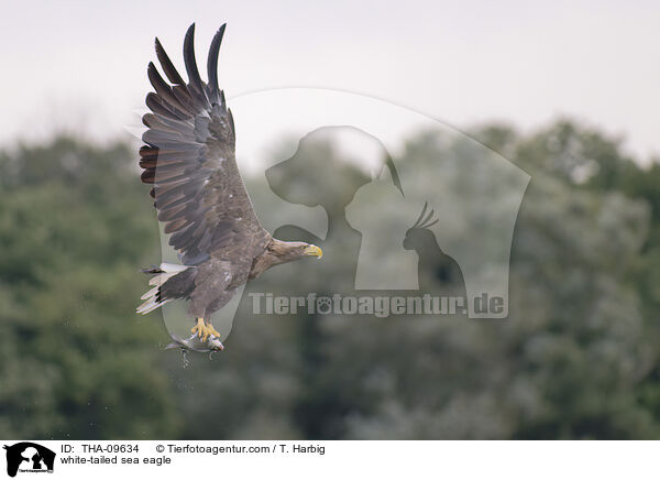 white-tailed sea eagle / THA-09634