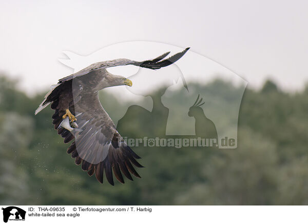 Seeadler / white-tailed sea eagle / THA-09635