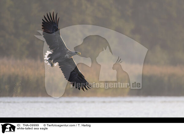 Seeadler / white-tailed sea eagle / THA-09999