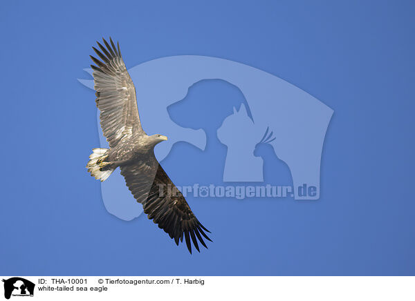 Seeadler / white-tailed sea eagle / THA-10001